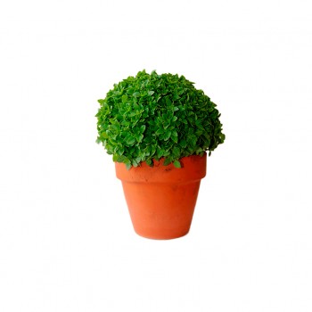 Manjerico Vaso