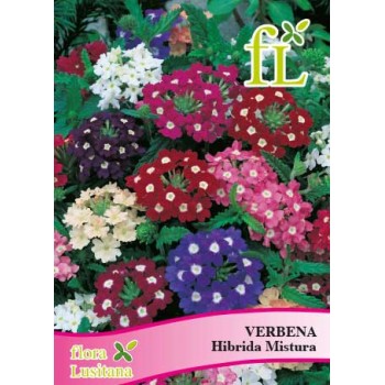 Verbera Hibrida Mistura