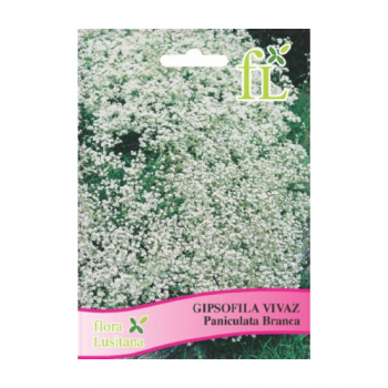 Gipsofila Vivaz Branca