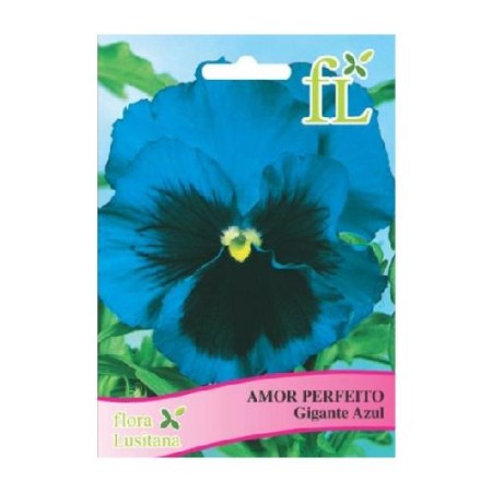 Amor Perfeito Gigante Azul