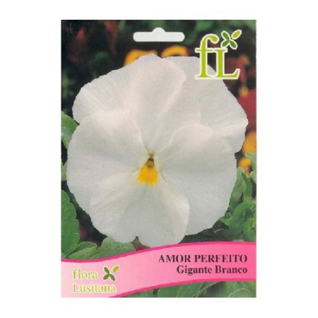 Amor Perfeito Gigante Branco