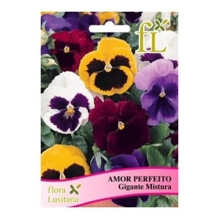 Amor Perfeito Gigante Mistura