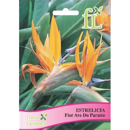 Estrelicia Flor Ave do Paraiso