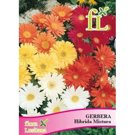 Gerbera Hibrida Mistura
