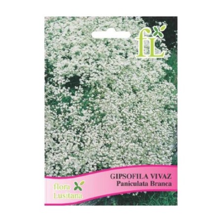 Gipsofila Vivaz Branca