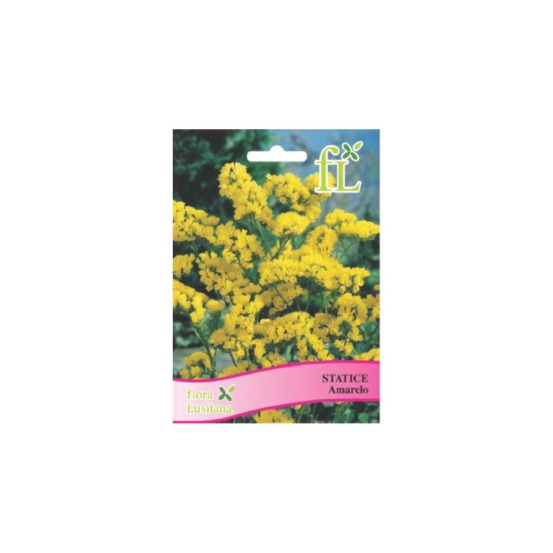 Statice Amarelo