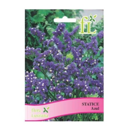 Statice Azul