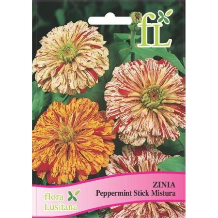 Zinia Peppermint Stick Mistura
