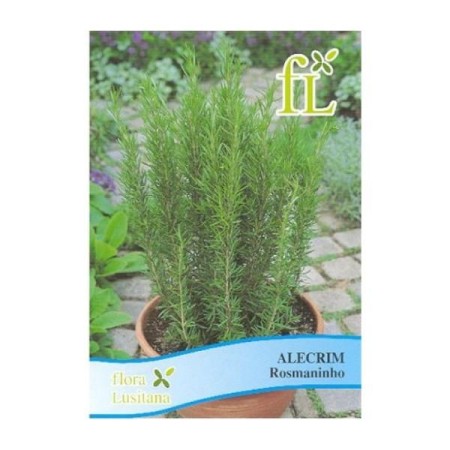 Alecrim (aromática)