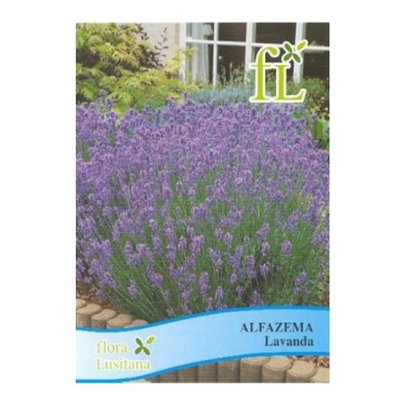 Alfazema - lavanda  (aromática)