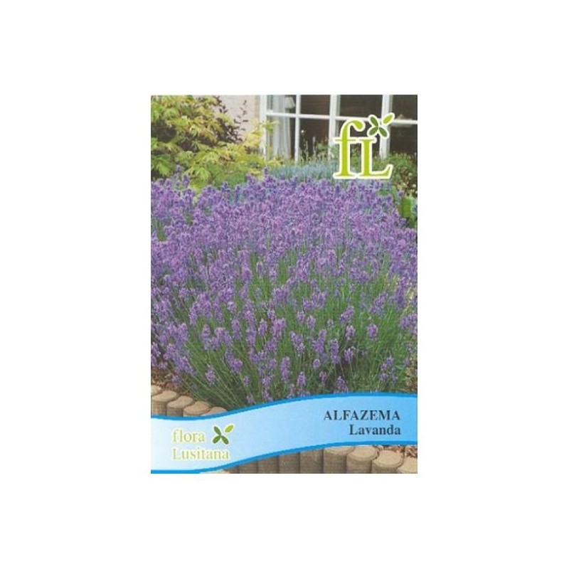Alfazema - lavanda  (aromática)
