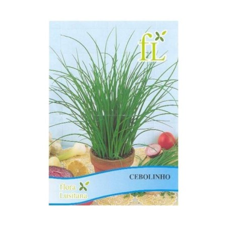 Cebolinho (aromática)