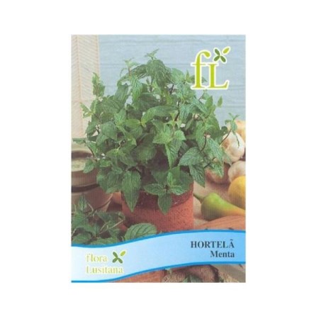 Hortelã Menta (aromática)