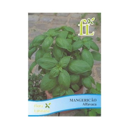 Mangericão - Alfavaca (aromática)
