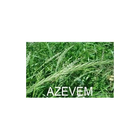 Azevem Anual 25 Kg