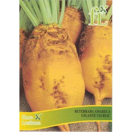 Beterraba Amarela Vauriac 100 Gr