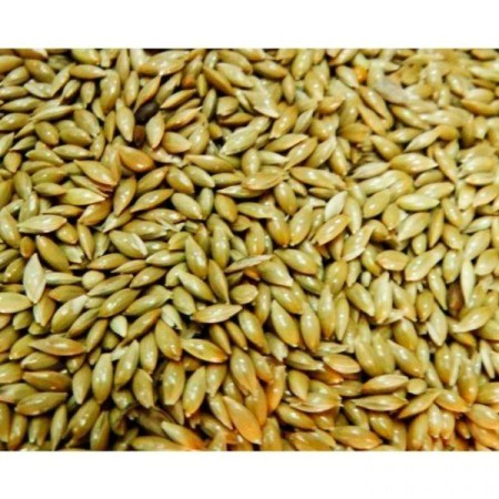Alpista 1 Kg