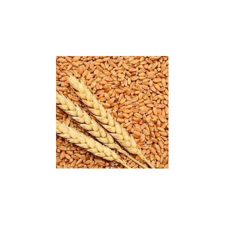 Trigo 5 Kg Jsc