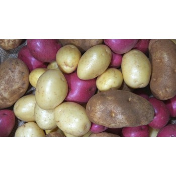 Batata Semente Carlita...